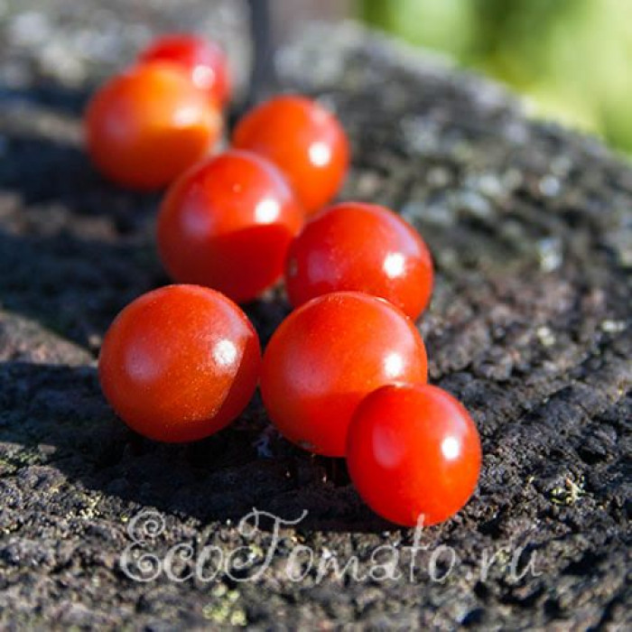Sweet Pea Currant